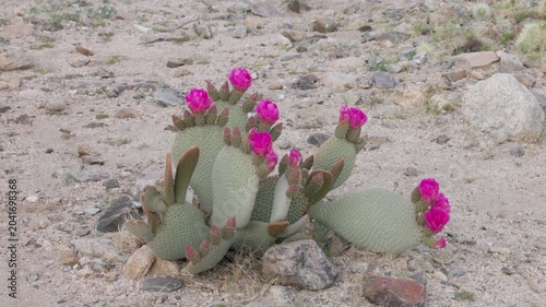 a wide zoom in shot of a flowering beavertail cactus at joshua tree national park in california, usa