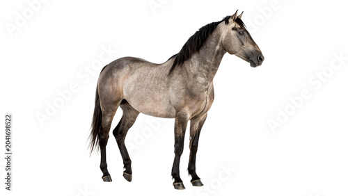 Canvas Print Beautiful dapple gray horse standing looking majestic facing right side isolated