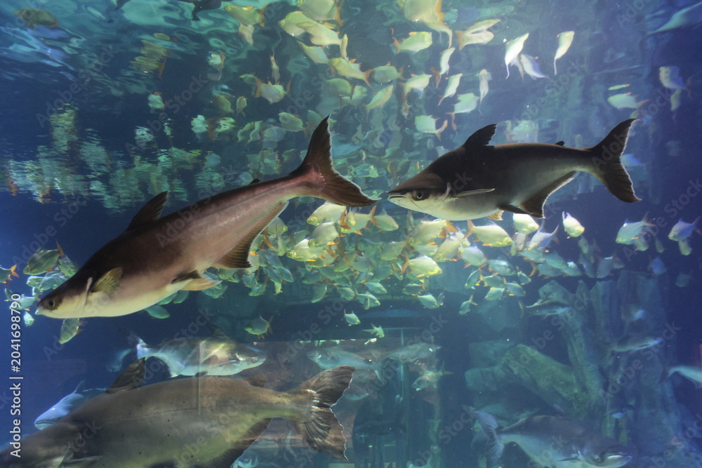 Fototapeta premium Lake Tonle Sap display at Angkor Wildlife and Aquarium Park