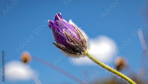 Purple Pasque Flower Bud Blooming Against Clear Blue Sky
