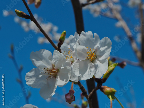 Valokuva 開花直後の桜　2輪