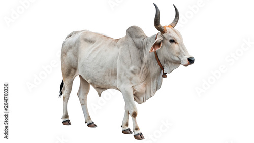 Canvas Print A light gray domestic cow zebu bull with large horns isolated on transparent bac