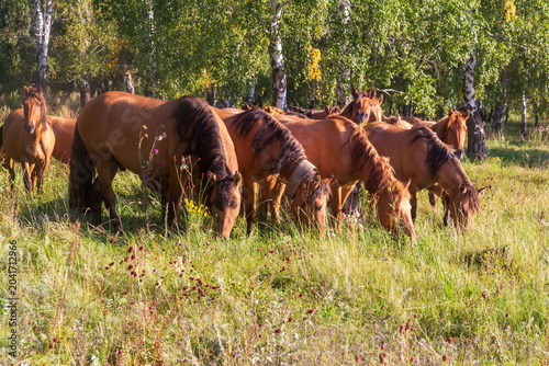 A herd of Bashkir horses grazes in a clearing in the forest on a summer day