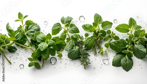 Fresh green herbs with water droplets on a white background