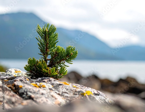 Small Green Pine Sapling Growing on Rocky Lakeshore with Misty Mountain Background