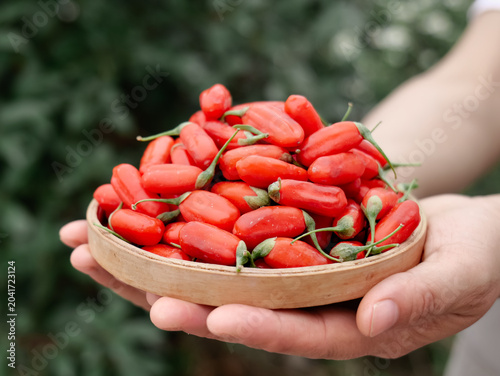 Cuadro en lienzo Fresh Ningxia Goji Berries Wolfberries in Wooden Bowl Held by Hands Traditional