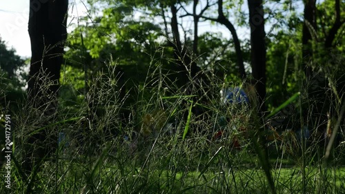 Wild grass seed stalks in foreground with blurred green park trees playground and people in background on sunny day 