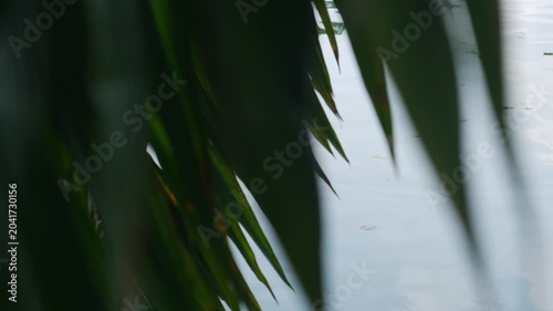 Blurred defocused tropical grass reeds in foreground with soft pond water reflection background creating dreamy bokeh nature abstract