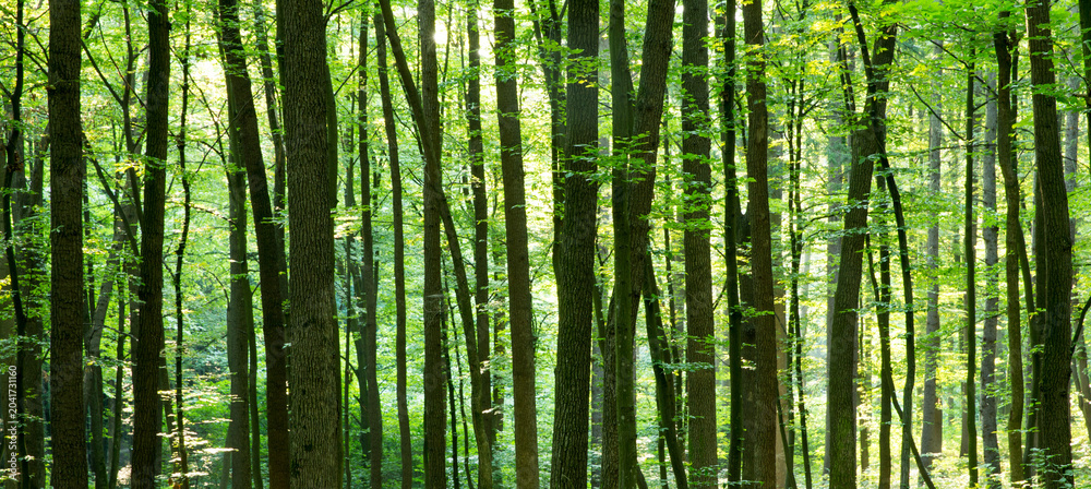 Fototapeta premium Forest trees. nature green wood sunlight backgrounds