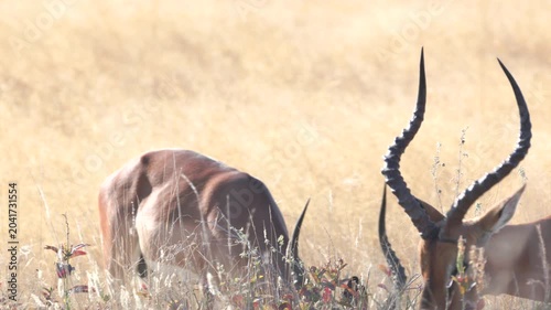 a close up shot of a black-faced impala feeding on savannah of etosha national park in namibia, africa