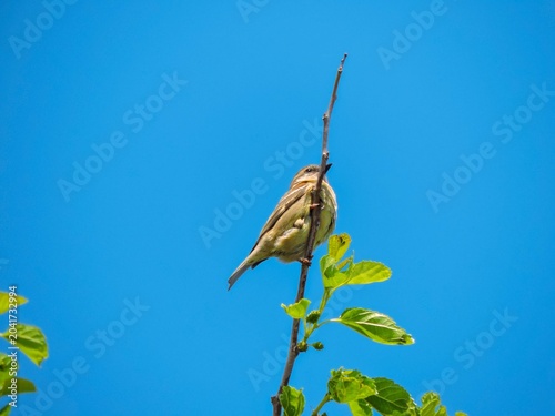 Φωτογραφία a female Eurasian Blackcap sparrow bird