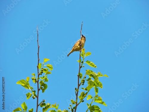 Schilderij op canvas a female oriole or an active weaver finch