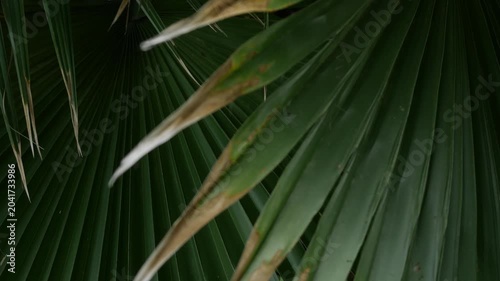 Dark dramatic close-up of fan palm leaf with radiating segments and dried thorny spine crossing over green surface in shadow