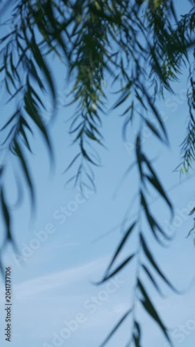 Soft dreamy bokeh blur of weeping willow tree branches and narrow leaves hanging against clear blue sky in tropical urban park