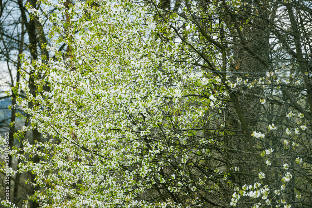 Fototapeta premium Spring Landscape With Green Forest Hills