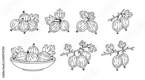 Gooseberry illustrations with leaves and branches on white background
