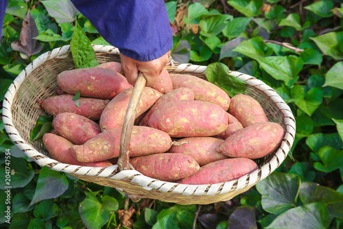 Fresh Sweet Potatoes in Wicker Basket - Traditional Harvest from Organic Farm