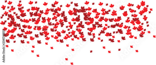 Fotografía Falling red maple leaves isolated on white background, Canada Day background, editable vector design