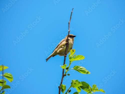 Bilde på lerret bird is a Yellow-throated Sparrow and blud sky