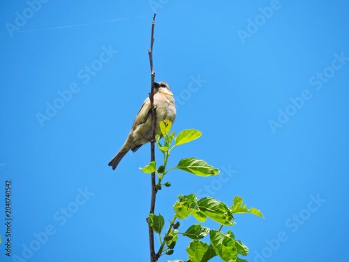 Εκτύπωση καμβά bird is a Yellow throated Sparrow bird