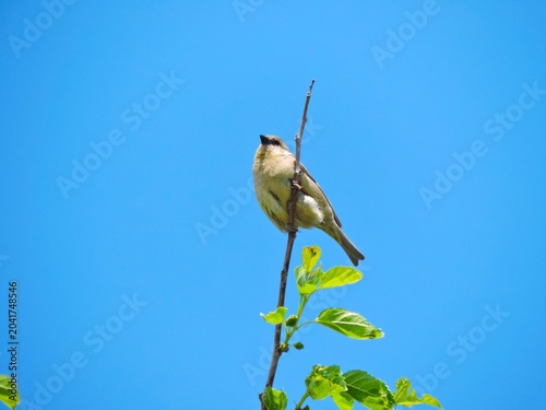 Photography bird is an Indian Silverbill sparrow bird