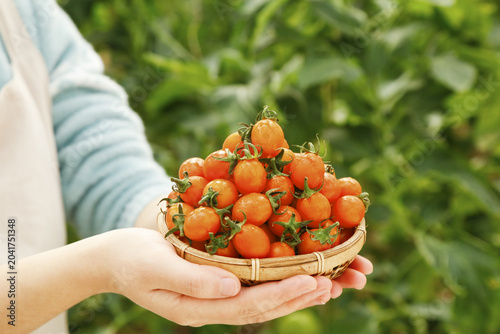 Billede på lærred Fresh Golden Cherry Tomatoes in Basket - Organic Garden Harvest