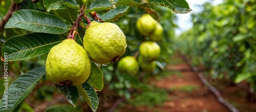 Guava fruits growing on tree in tropical orchard