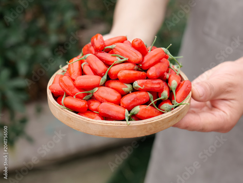 Fotografía Fresh Red Goji Berries Wolfberries from Ningxia China in Wooden Bowl Superfruit
