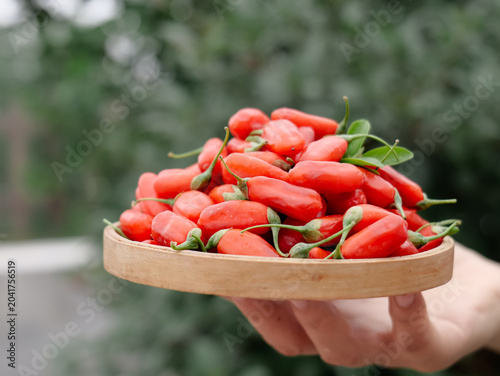 Schilderij op canvas Fresh Red Goji Berries Wolfberries from Ningxia China in Wooden Bowl Traditional