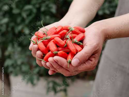 Bilde på lerret Fresh Red Goji Berries Ningxia Wolfberries Held in Hands Superfood Harvest
