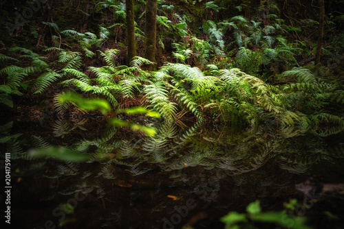 Großer Farn an einem Teich im Urwald El Cedro auf La Gomera