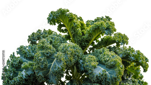 Fotografie Curly green kale leaves with prominent veins