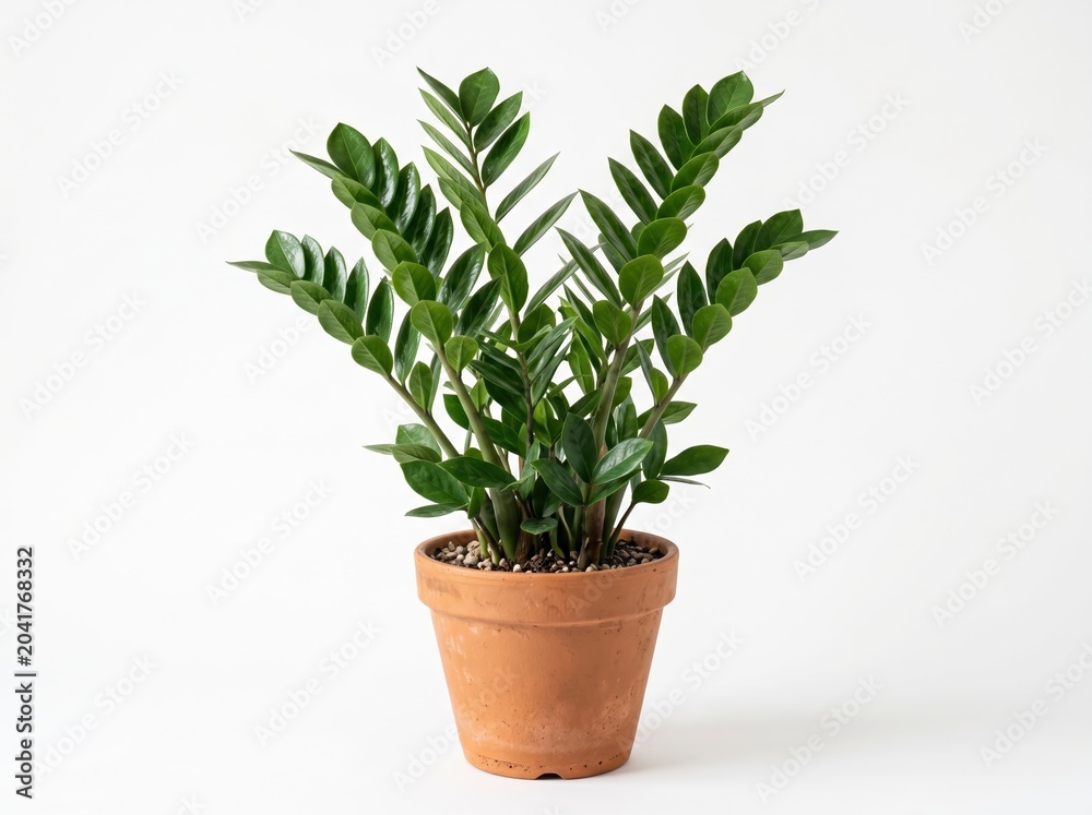 Fototapeta premium ZZ Plant Zamioculcas Zamiifolia in Matte Terracotta Clay Pot on White Background for Interior Home Decor and Minimalism Branding