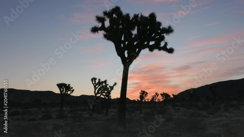 a sunrise pan of a silhouetted joshua trees at joshua tree national park in california, usa