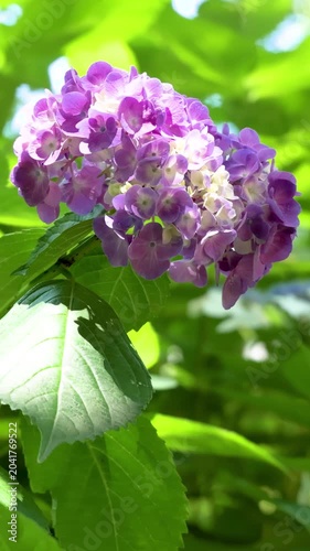 Pink hydrangea flower blooming and swaying in gentle breeze