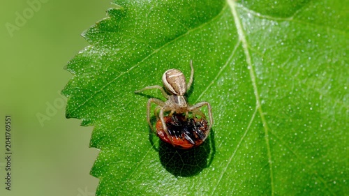 A Crab Spider eating a 7-Spotted Ladybird