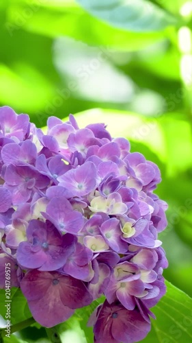 Purple hydrangea flowers blooming and swaying in the breeze