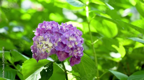 Purple hydrangea flower blooming among lush green leaves