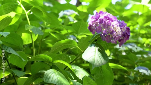 Purple hydrangea flower blooming among lush green leaves