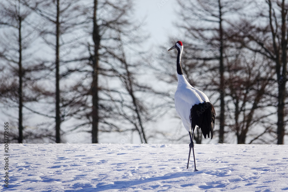 Fototapeta premium A majestic red crowned crane standing on a snow covered field with winter trees in Kushiro, Hokkaido, Japan