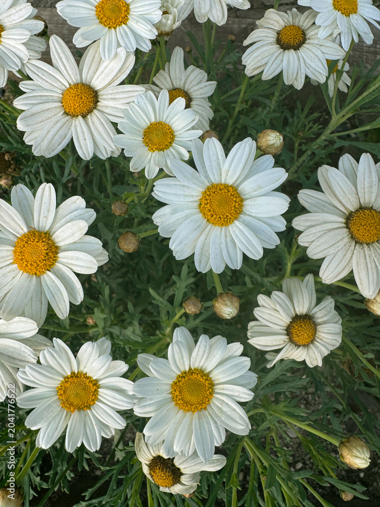Fototapeta premium White daisy flower bloom in green field at sunrise