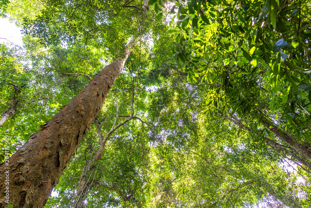 Fototapeta premium Big green tree tropical deep forest green nature background