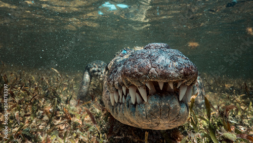 Tableau sur toile Dramatic head-on underwater view of a Chinchorro crocodile facing directly toward camera with mouth wide open, showcasing rows of terrifying conical teeth