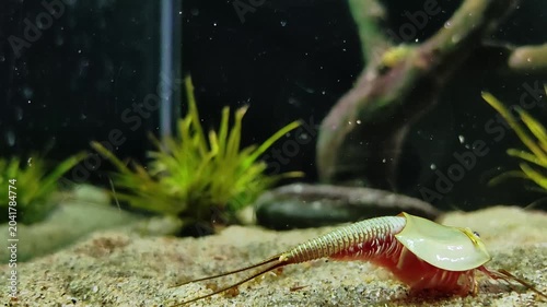 triops longicaudatus, also known as tadpole shrimp, slowly crawling on sandy bottom freshwater aquarium, moving its multiple legs and foraging for food among grains sand.