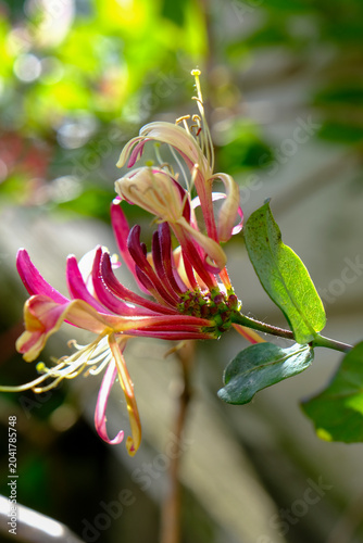 Honeysuckle in garden