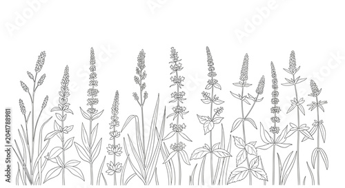 Detailed black and white botanical line drawing depicting a row of various wild meadow grasses and wildflowers.