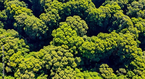 Aerial View of Lush Tropical Rainforest Canopy