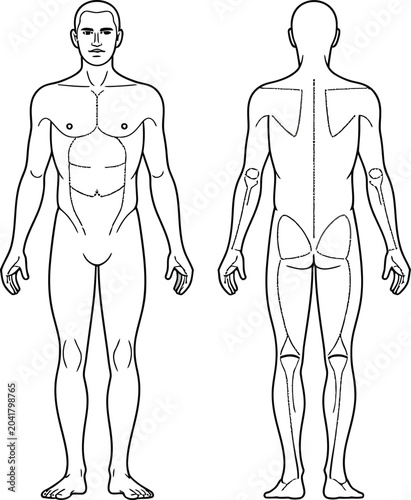 Medical diagram of human male anatomy, front and back view, black and white line art illustration