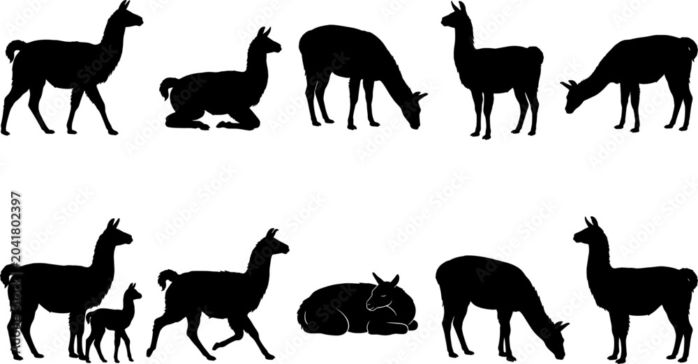 Naklejka premium Collection of llama and alpaca silhouettes grazing standing and walking with young offspring set