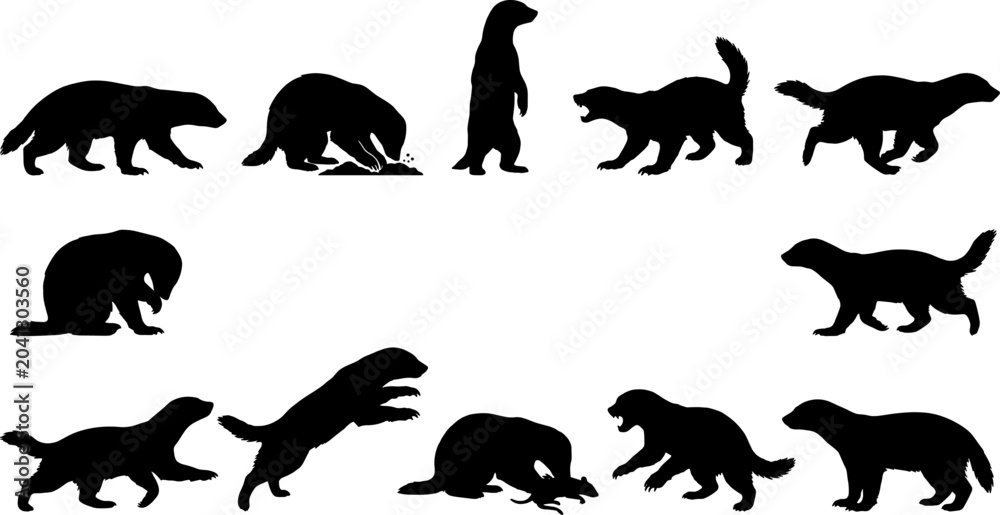 Fototapeta premium Set of honey badger silhouettes depicting aggressive mammals digging and standing in natural poses
